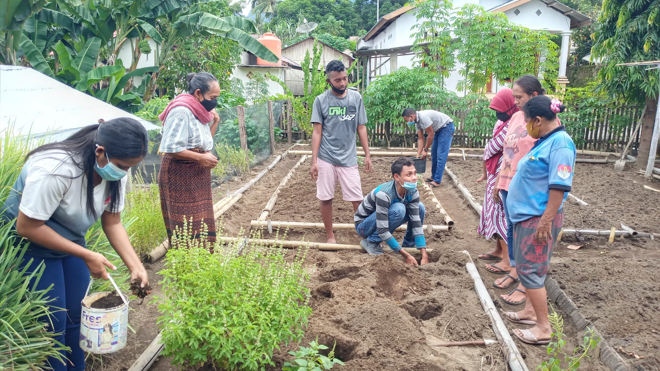 Kebun gizi organik